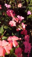 New Guinea Impatiens