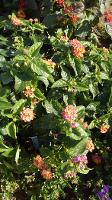 Lantana