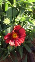 Gaillardia