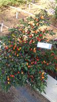 Ornamental Peppers