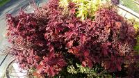 Coleus in theTrial Gardens October 2017