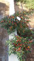 Ornamental Peppers