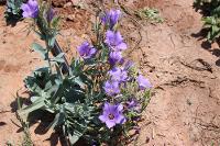 Texas Bluebell