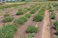 Wild Flower Fields 