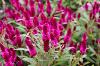 Intenz Dark Purple Celosia