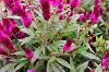 Intenz Dark Purple Celosia