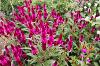 Intenz Dark Purple Celosia