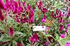 Intenz Dark Purple Celosia