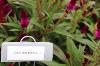 Intenz Dark Purple Celosia