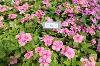 Cora Cascade Shell Pink by Syngenta