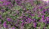Verbena x Phlox Velox Purple by Benary