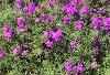 Verbena x Phlox Velox Purple by Benary