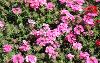 Verbena x Phlox Velox Pink by Benary