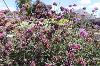 Purple Finesse Verbena, Year Two of Trials