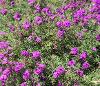 Verbena x Phlox Velox Purple by Benary