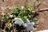 PopStar White by Benary
