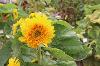 Dwarf Sunflower