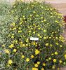 Calendula hybrid Lady Godiva Yellow by Proven Winners