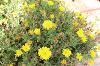 Calendula hybrid Lady Godiva Yellow by Proven Winners