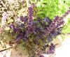 Opal Basil