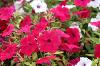 Lubbock Petunia Tidal Wave Cherry