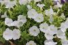 Supertunia White Charm by Proven Winners