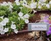 Supertunia White Charm by Proven Winners