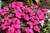 Giselle Hot Pink Phlox by Selecta