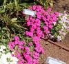 Giselle Hot Pink Phlox by Selecta