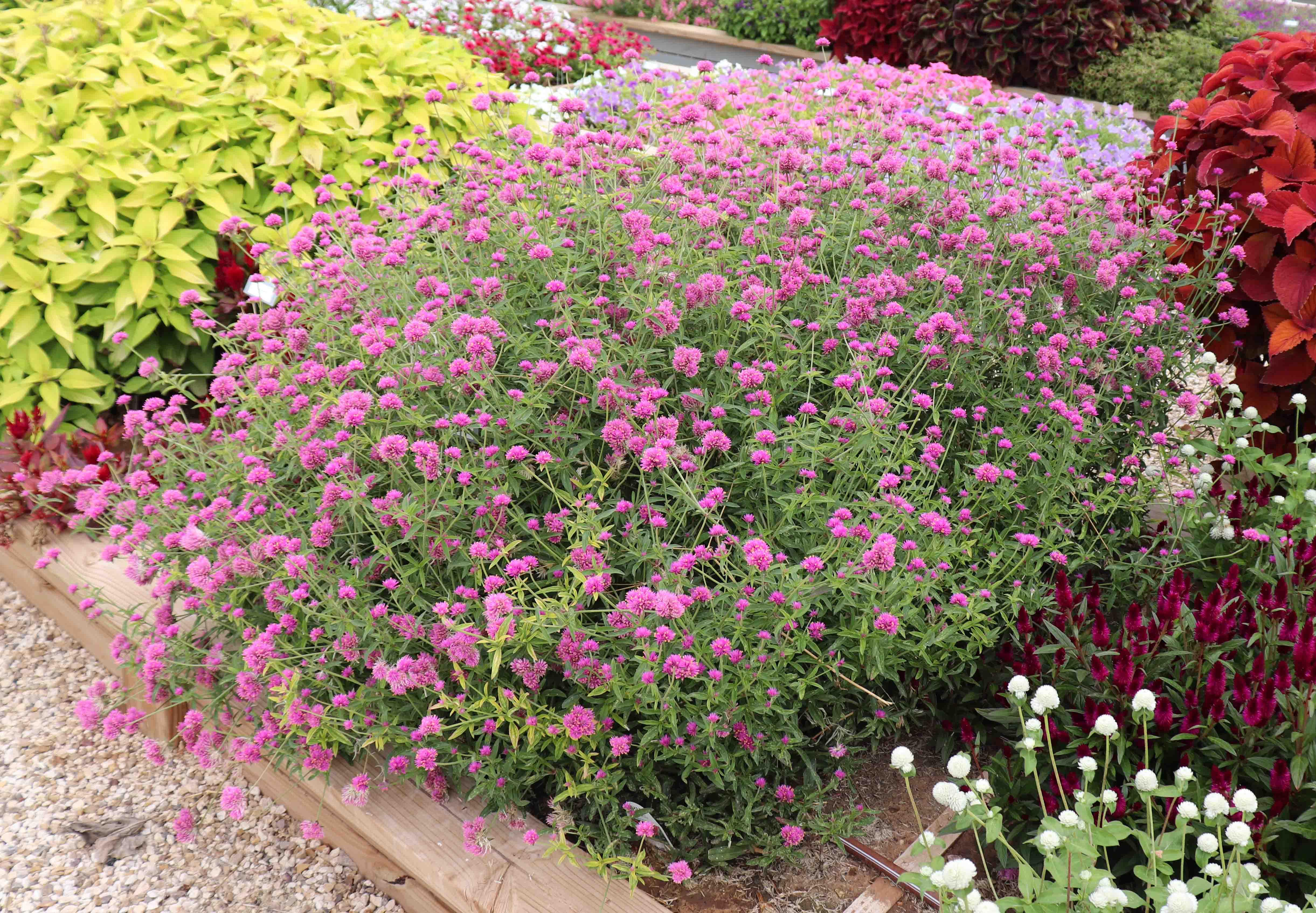 Gomphrena | Ornamental Horticulture Research Group | Plant and Soil ...