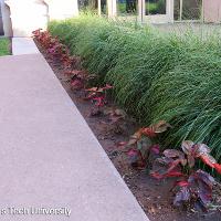 Acalypha wilkesiana (Copper Plant)