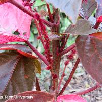 Acalypha wilkesiana (Copper Plant)