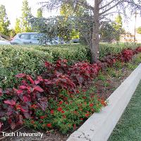 Acalypha wilkesiana (Copper Plant)