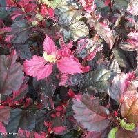 Acalypha wilkesiana (Copper Plant)