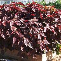 Acalypha wilkesiana (Copper Plant)