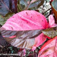 Acalypha wilkesiana (Copper Plant)