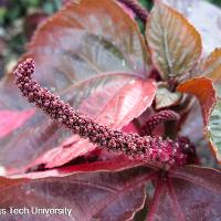 Acalypha wilkesiana (Copper Plant)