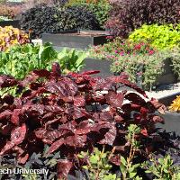 Acalypha wilkesiana (Copper Plant)