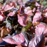 Acalypha wilkesiana (Copper Plant)