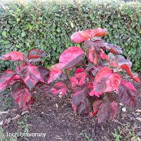 Acalypha wilkesiana (Copper Plant)