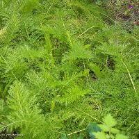 Achillea millefolium (Yarrow)