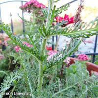 Achillea millefolium (Yarrow)