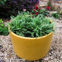 Achillea millefolium (Yarrow)