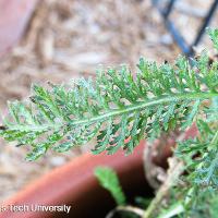 Achillea millefolium (Yarrow)