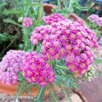 Achillea millefolium (Yarrow)