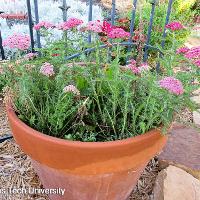 Achillea millefolium (Yarrow)