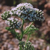 Achillea millefolium (Yarrow)