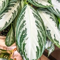 Aglaonema ‘Silver Queen’ (Chinese Evergreen)