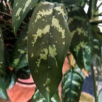 Aglaonema ‘Silver Queen’ (Chinese Evergreen)