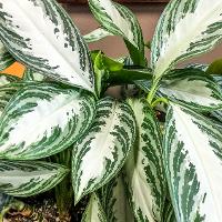 Aglaonema ‘Silver Queen’ (Chinese Evergreen)